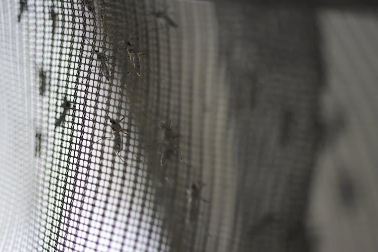 Mosquitoes on netting.