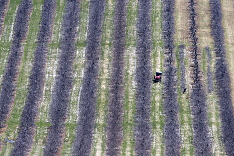 An aerial view shows workers pruning fruit trees.