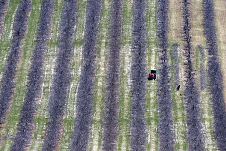 An aerial view shows workers pruning fruit trees.