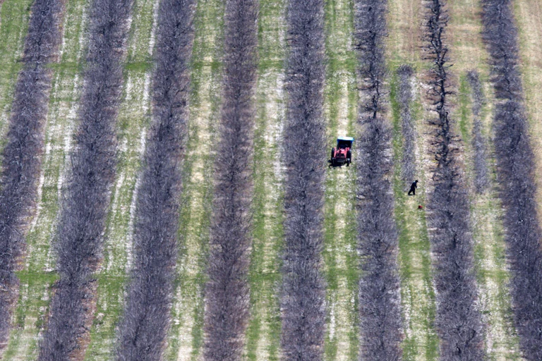 An aerial view shows workers pruning fruit trees.