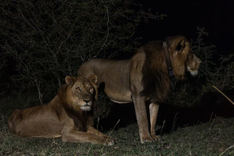 The two lion coalition that made the long distance swim.