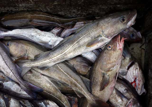 A pile of freshly caught fish in an open container 