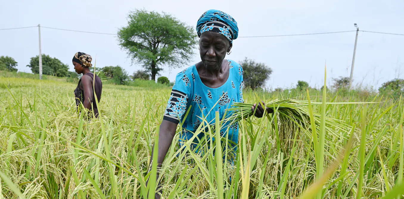 Pour prédire la météo au Sénégal, la rencontre entre savoirs traditionnels et scientifiques est-elle possible ? Pour prédire la météo au Sénégal, la rencontre entre savoirs traditionnels et scientifiques est-elle possible ?