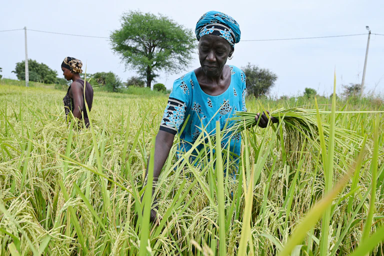 femme qui récolte dans un champ au sénégal