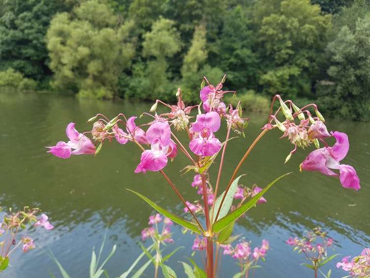 close up of pink flowers on green plant, river in background