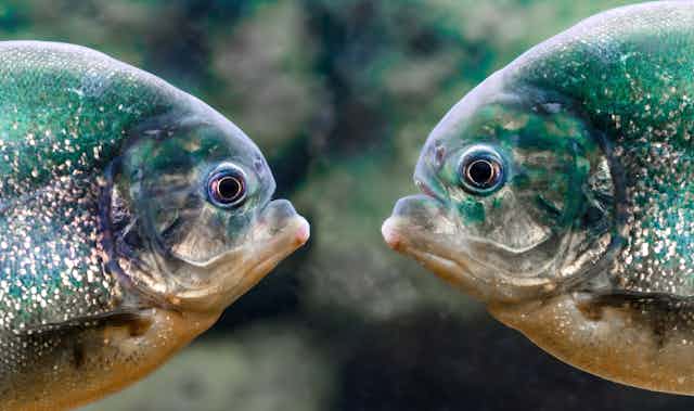 Two piranhas face to face.