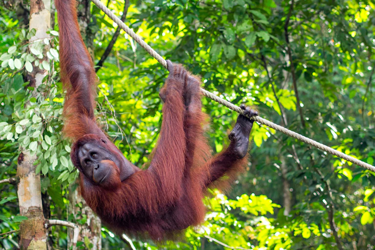 An orangutan hanging off a rope.