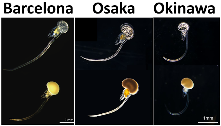 Comparison of females (top) and males (bottom) of Oikopleura dioica from Barcelona, Osaka and Okinawa.
