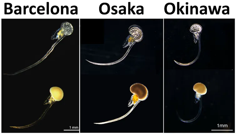 Comparison of females (top) and males (bottom) of Oikopleura dioica from Barcelona, Osaka and Okinawa.