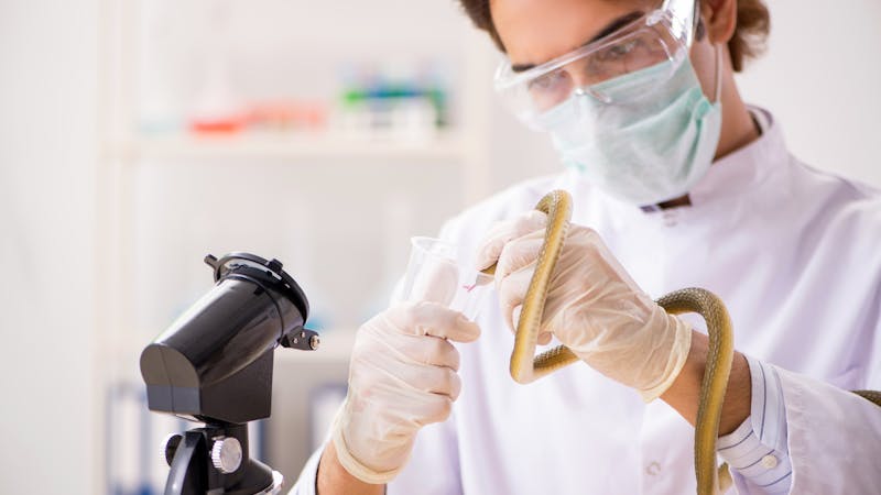 ¿Está la cura del cáncer en el veneno de un escorpión? ¿Está la cura del cáncer en el veneno de un escorpión?