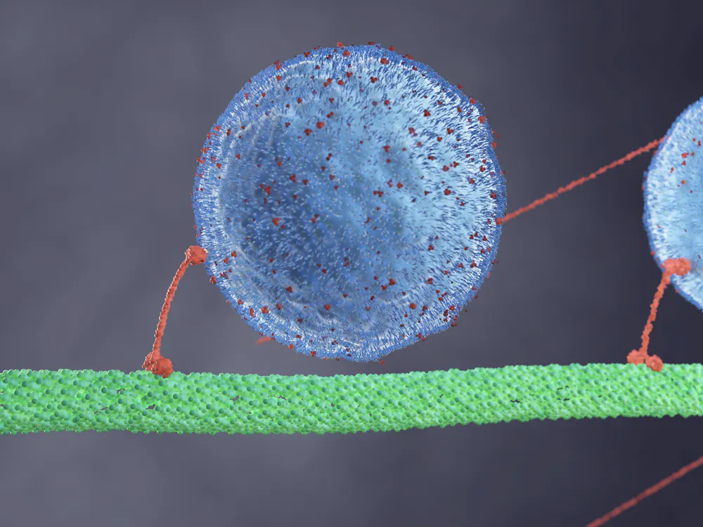 Nanoscopic motor proteins in the brain build the physical structures of ...
