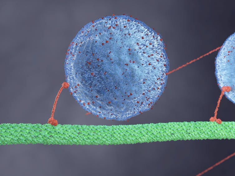 an orange structure comprised of a thin line with two knobs at either end pushes a large round light blue sphere with orange dots as it walks along a green branch-like path