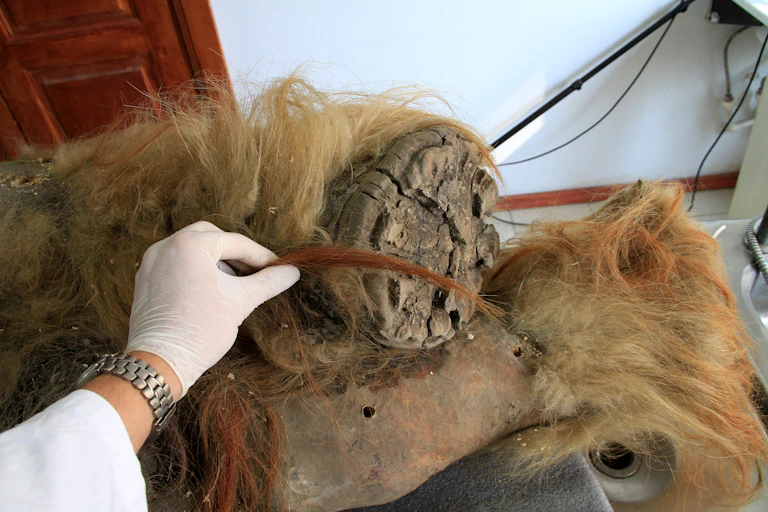 Closeup of woolly mammoth's hairy legs