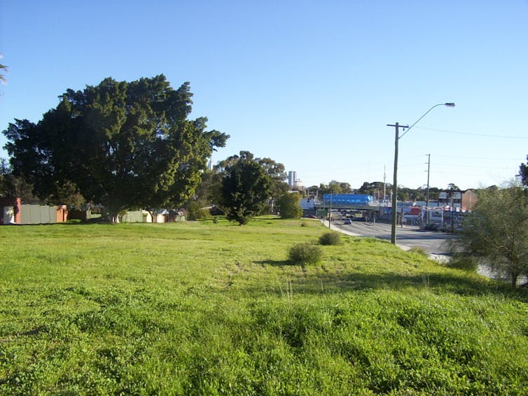 An unmown area of grass and scattered trees on a suburban streets