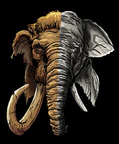 A drawing showing one half of a brown mammoth and a grey elephant on the other half.
