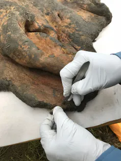 Gloved hands using a scalpel take a slice off a brown leathery substance.