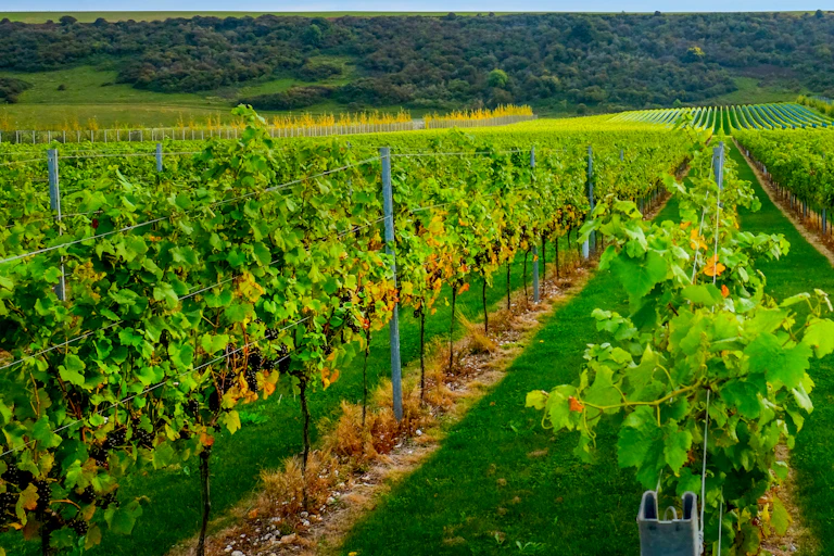 vignes dans le Sussex (Royaume-Uni)