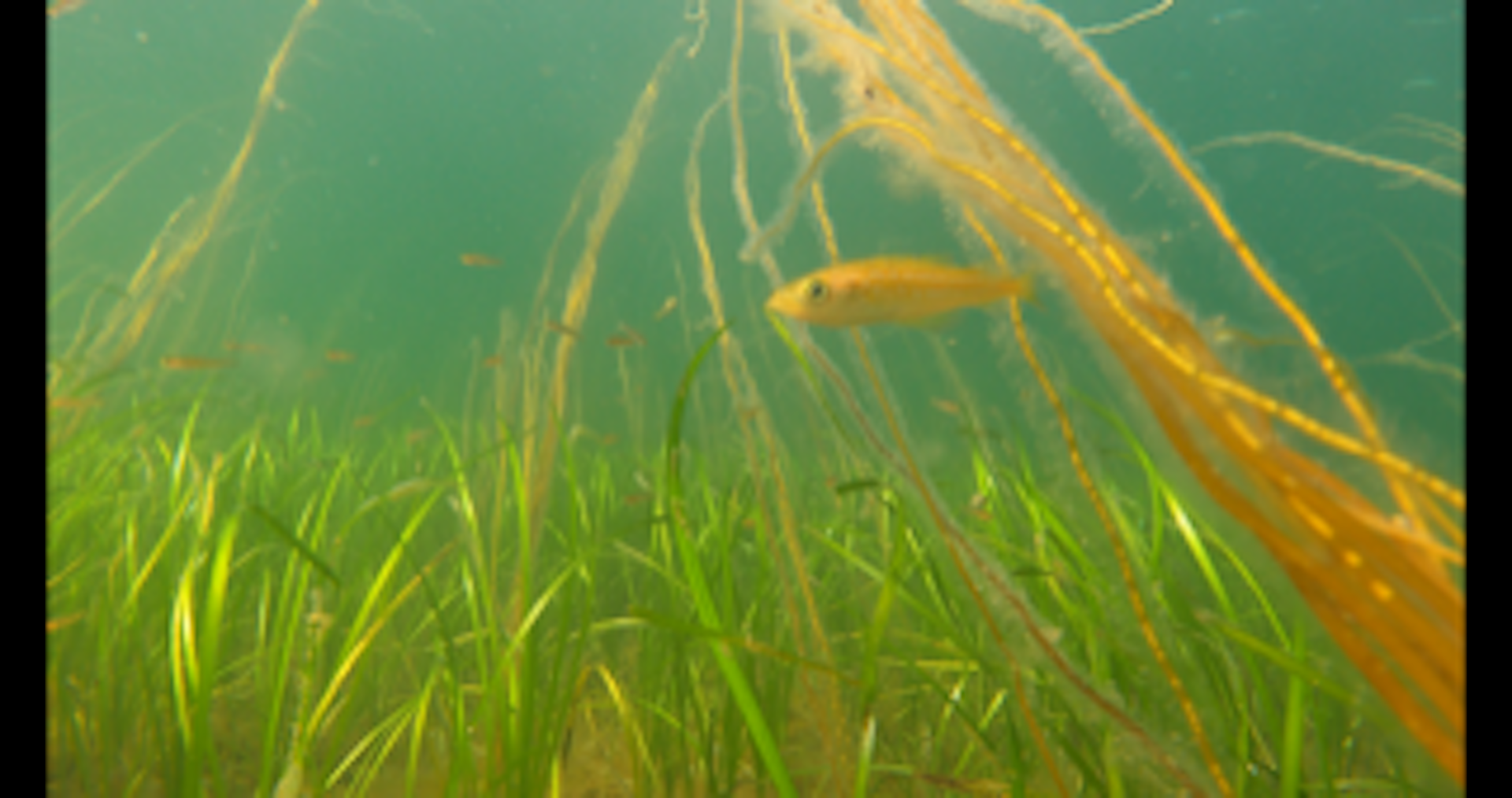 Busy soundscapes of seagrass meadows and the animals that live there revealed in new recordings – podcast