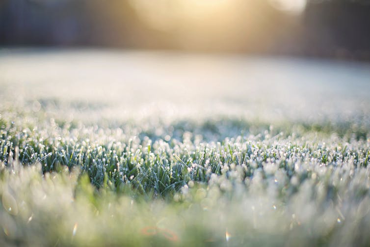 frost on a lawn