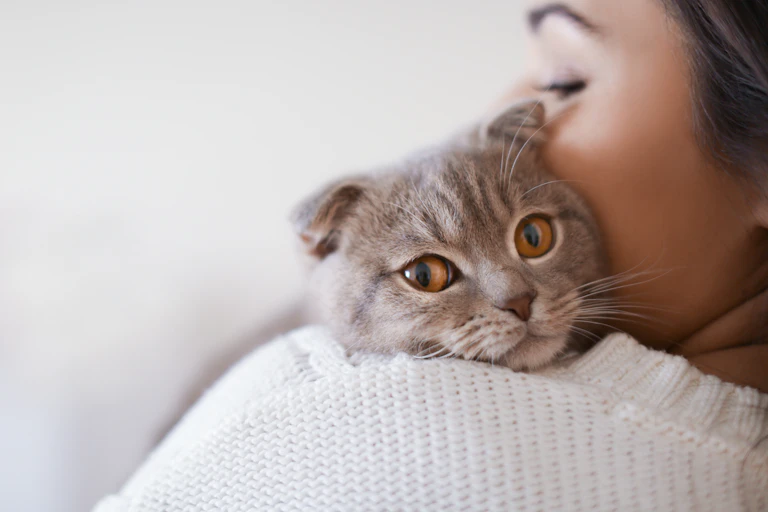 Gato cinza espiando por cima do ombro de uma mulher