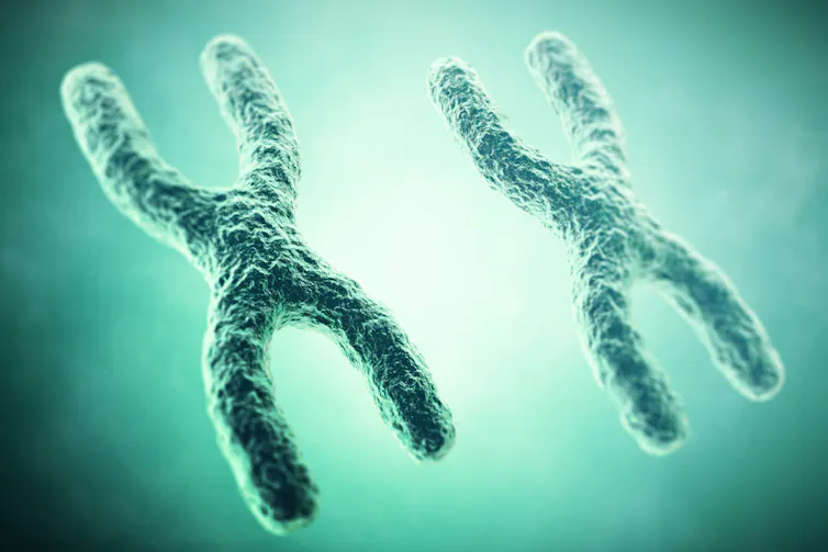 XX female chromosomes
