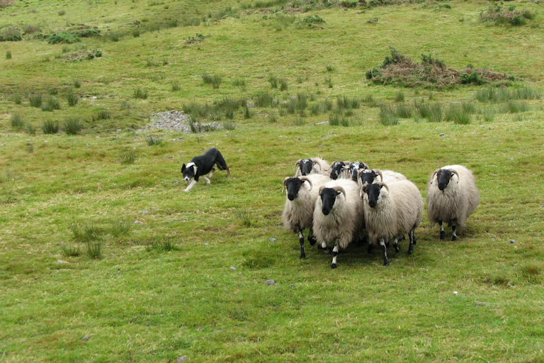 Un chien de troupeau (un border collie) à la manoeuvre face à plusieurs moutons