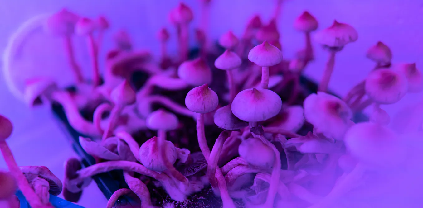 un jour, traiter avec un psychédélique issu de champignons hallucinogènes ou du LSD ? un jour, traiter avec un psychédélique issu de champignons hallucinogènes ou du LSD ?