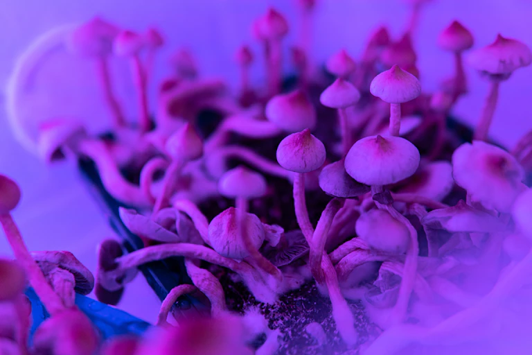 Photo de la psilocybine, la substance active de champignons hallucinogènesDes champignon