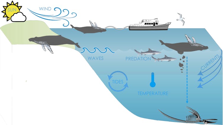 Illustration of factors influencing whale drift.