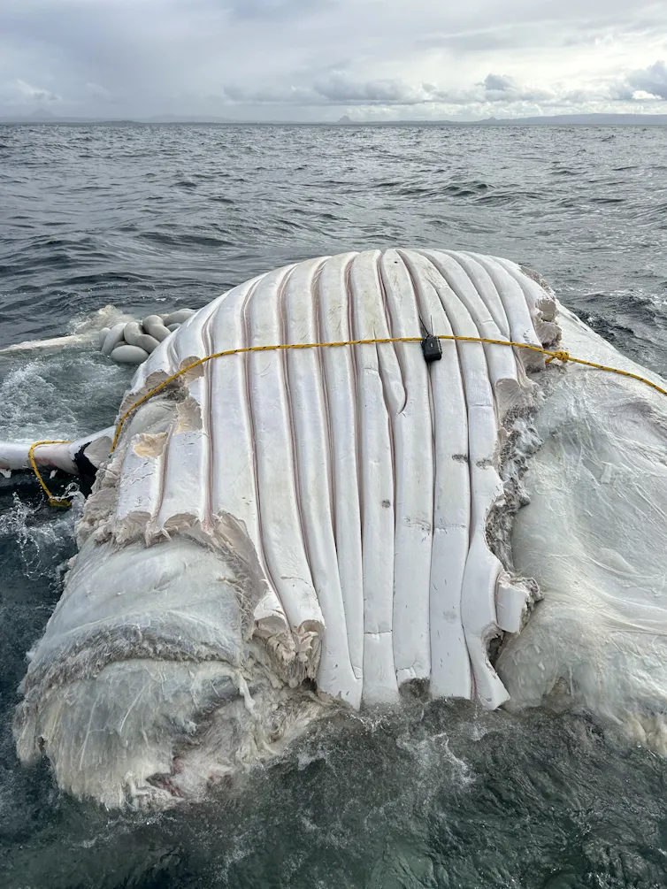 The researchers attached a tracker to the whale carcass.