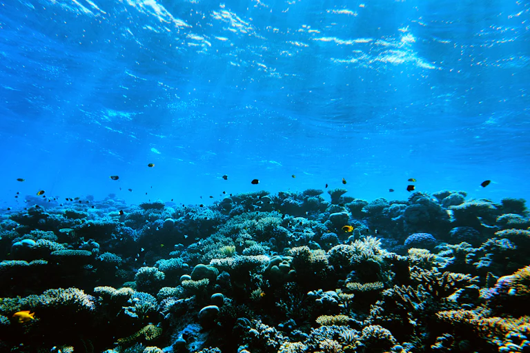 Tropical fishes swimming near soft corals