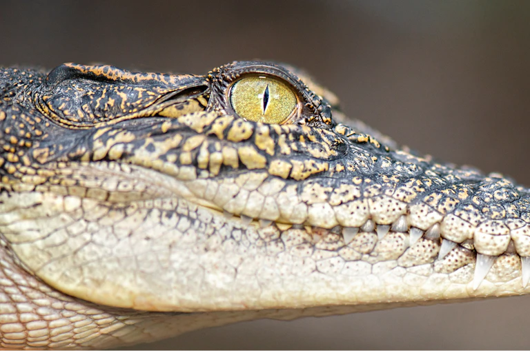 young crocodile's head