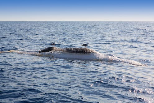 We tracked a floating whale carcass to see where it drifted – and the result was fascinating