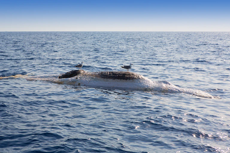 birds stand on floating whale carcass