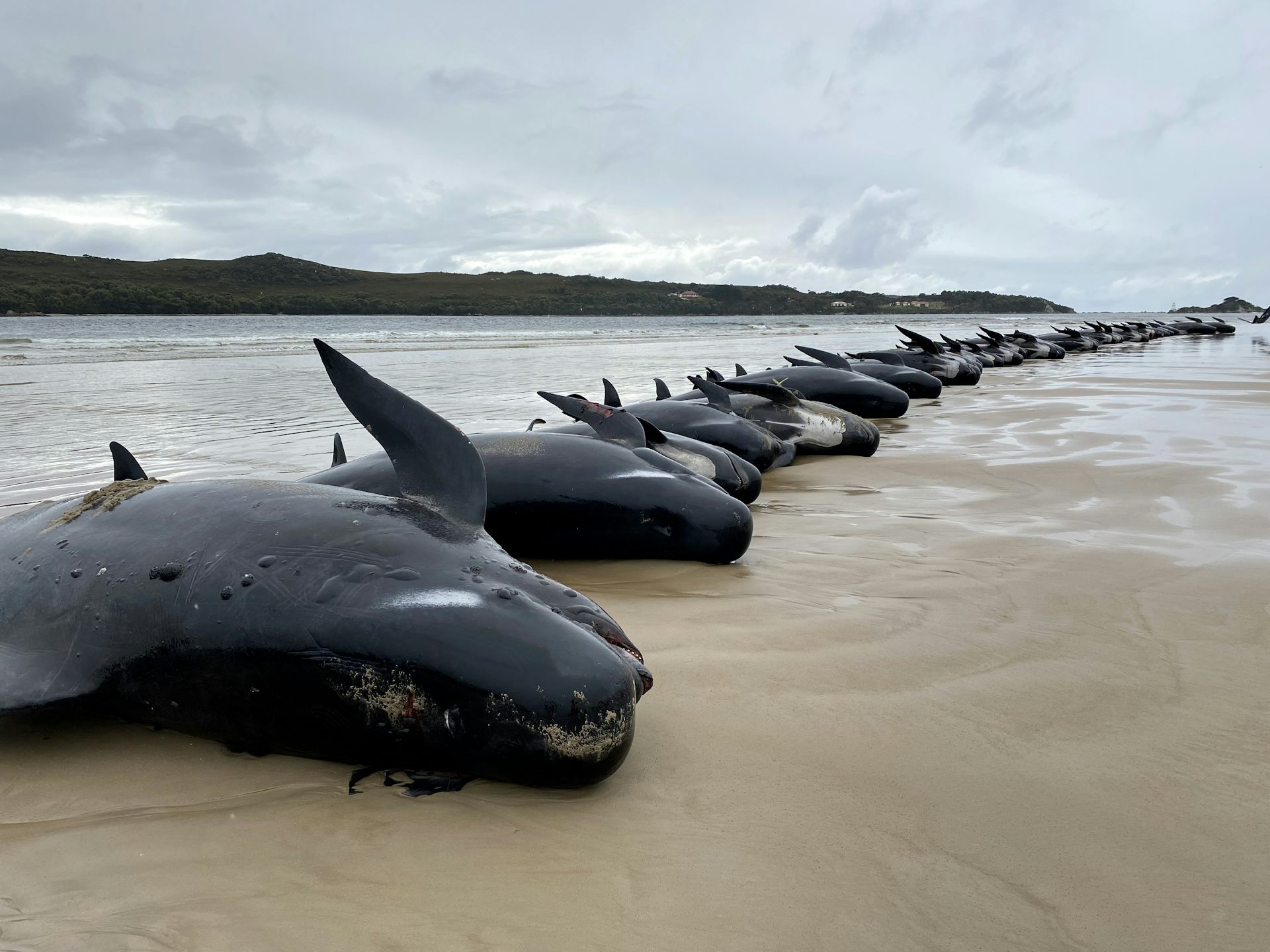 beached whales in a line