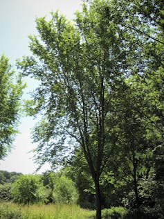 A tall, thin tree.