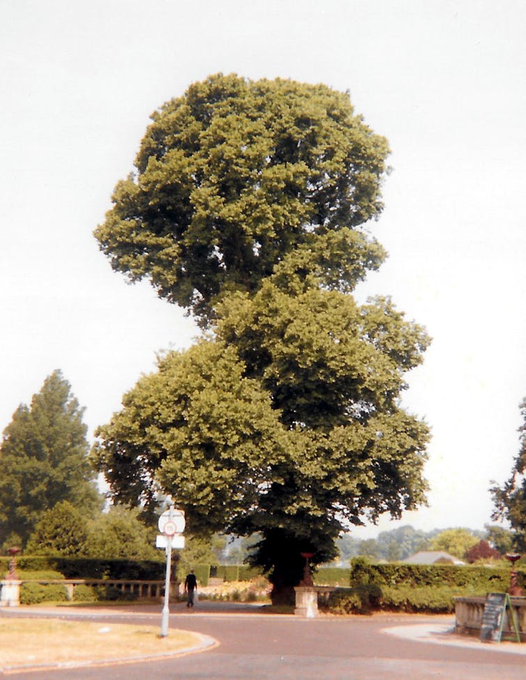 A tall tree.