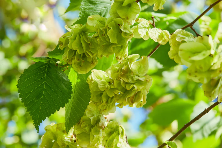 A flowering elm tree on a sunny day.