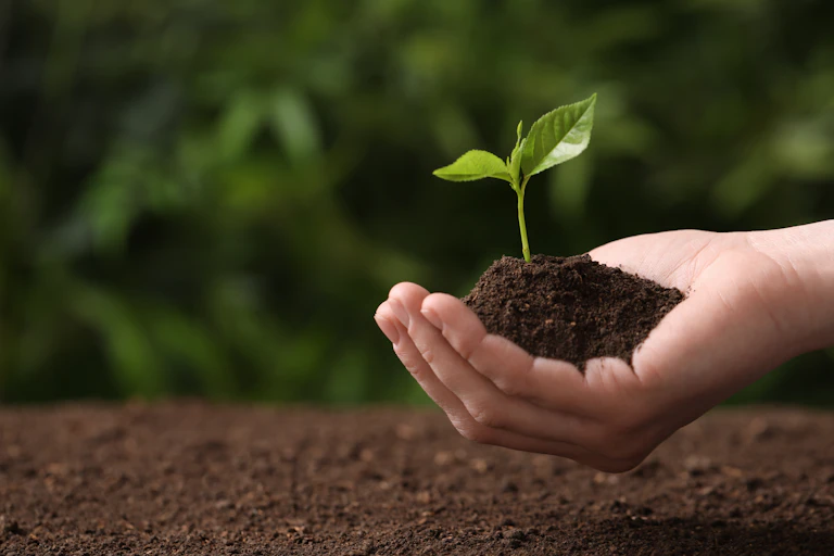 A hand holding a handful soil with a plant sprouting from it just above a bed of soil