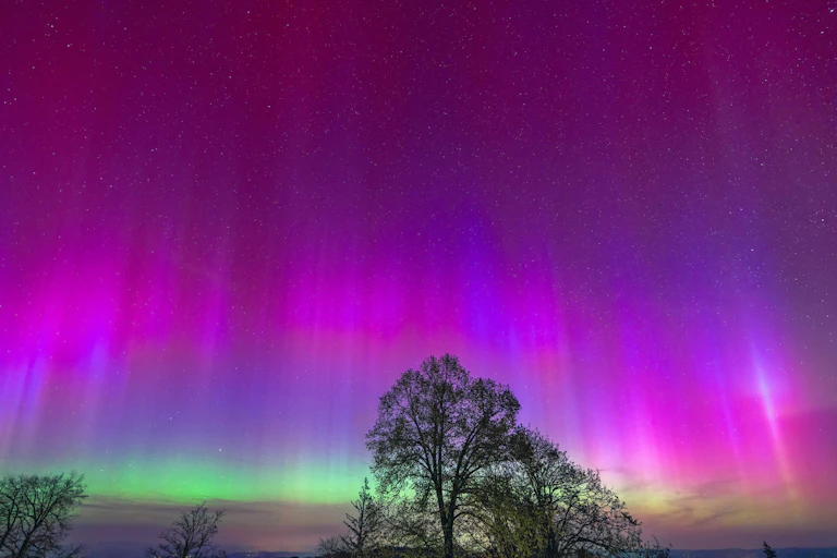 Luz auroral rosa e verde no céu atrás de árvores em silhueta