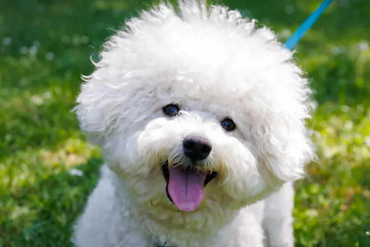 Photo of a Bichon Frisé dog with a curly white coat.