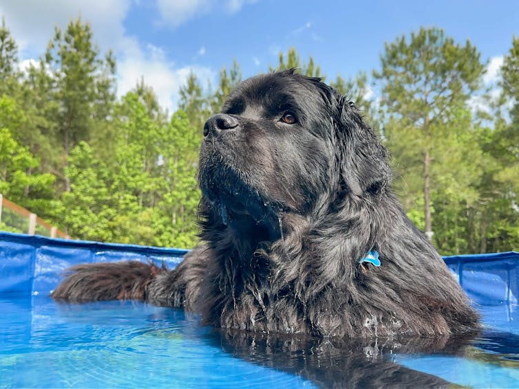 Photo of a hairy black dog sitting in a wading pool of water on a sunny day