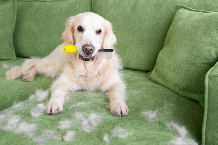 A fluffy white dog on a green couch with a comb in its mouth. There is dog hair all over the couch.