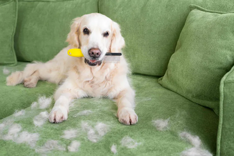 A fluffy white dog on a green couch with a comb in its mouth. There is dog hair all over the couch.