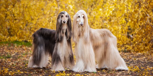 Why do dogs have different coats? Experts explain – and give grooming tips for different types