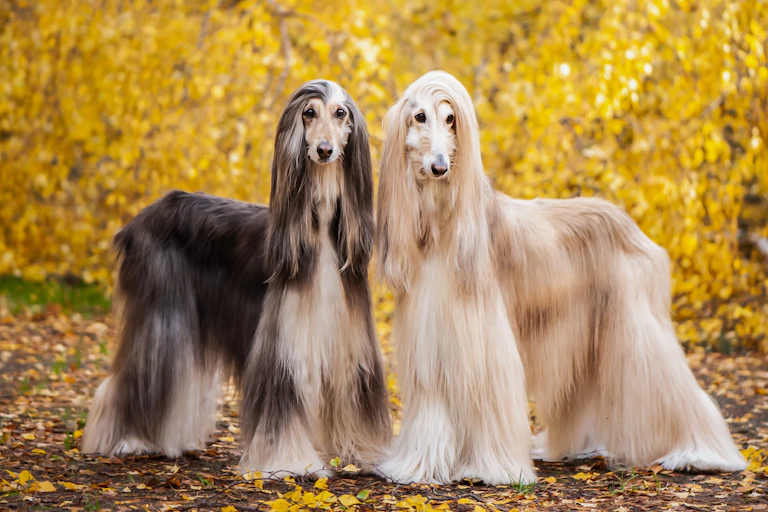Photo of two Afghan hounds against autumnal foliage.