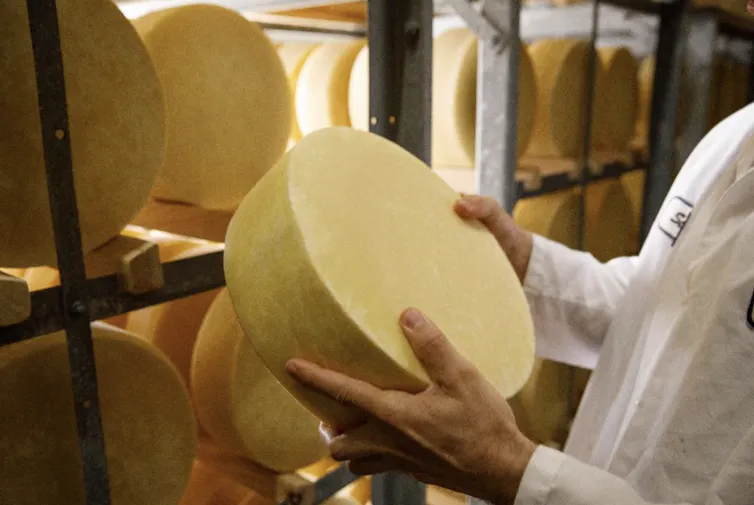 A person in a white coat holds a wheel of cheese.