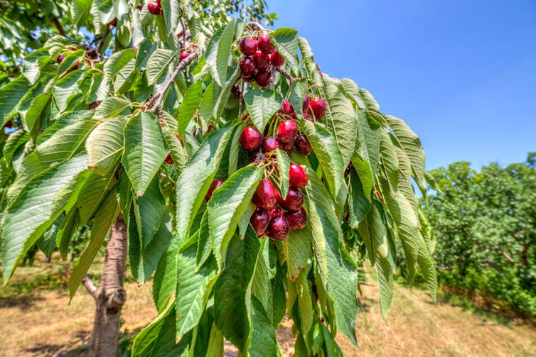 Bright red ripe Michigan cherries hang from a tree in a Michigan orchard.