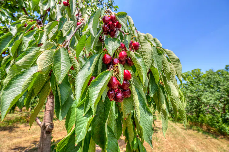 Bright red ripe Michigan cherries hang from a tree in a Michigan orchard.