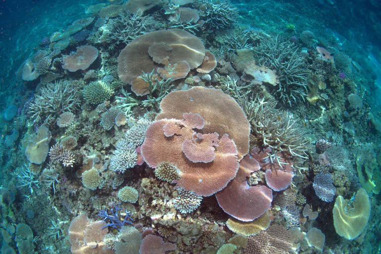 coral reef